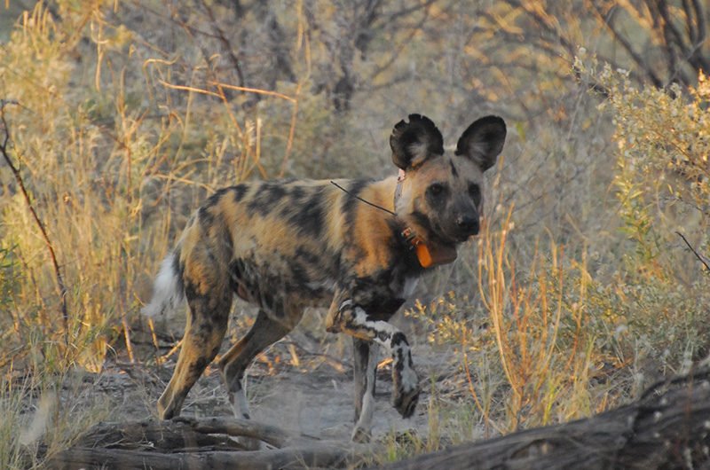 single African wild dog wearing a tracking collar
